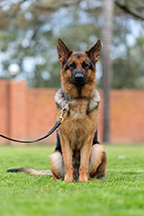 German Shepherd for Sale