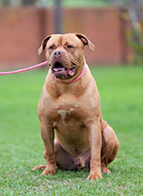 French Mastiff for Sale