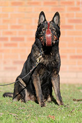 Male German Shepherd for Sale