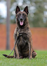 Dutch Shepherd for Sale