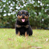 Male Rottweiler for Sale