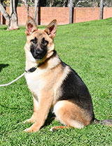 German Shepherd for Sale