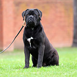 Cane Corso for Sale