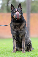 German Shepherd for Sale
