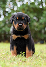 Male Rottweiler for Sale
