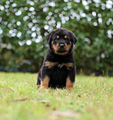 Male Rottweiler for Sale