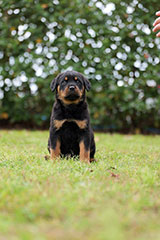 Male Rottweiler for Sale
