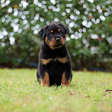 Male Rottweiler for Sale