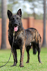 Dutch Shepherd for Sale