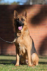 German Shepherd for Sale
