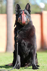 Female German Shepherd Puppy for Sale