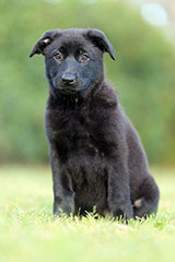 German Shepherd for Sale