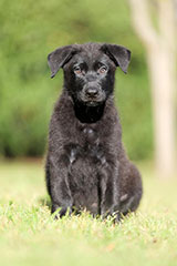 German Shepherd for Sale
