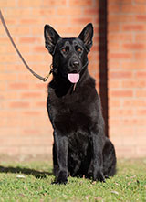 German Shepherd for Sale