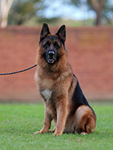 German Shepherd for Sale