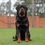 Male Rottweiler for Sale