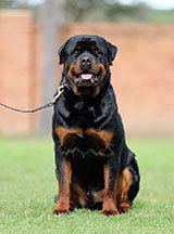 Male Rottweiler for Sale